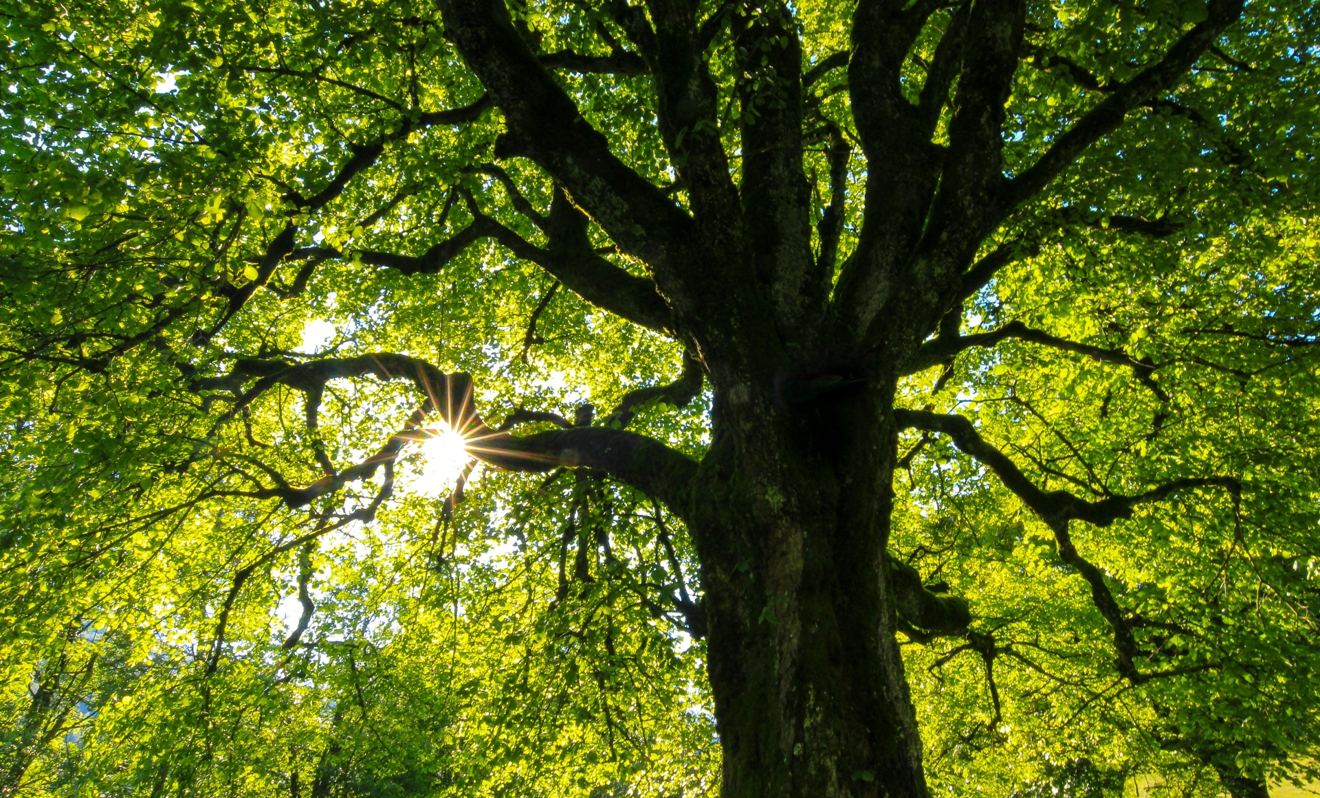 Baum von unten