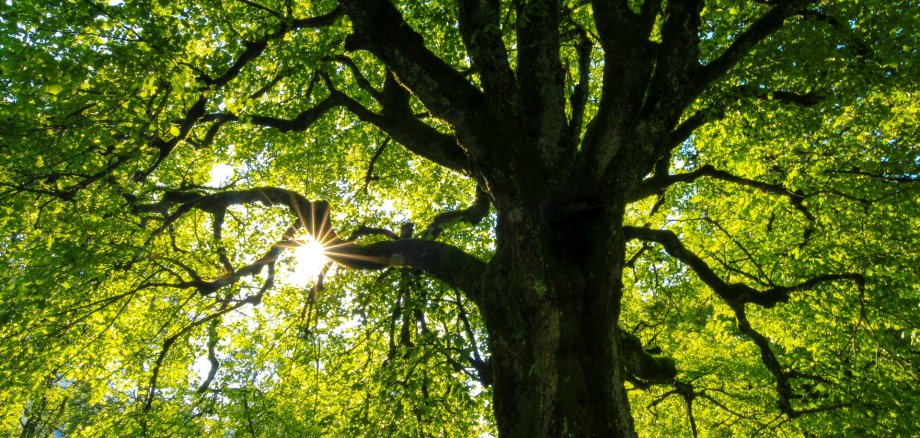 Baum von unten