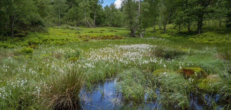 Landschaftsbild des Olfener Moors