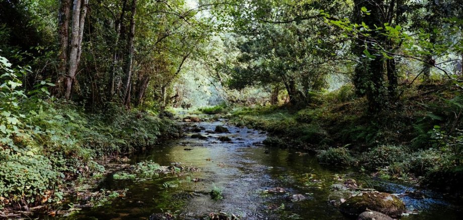 Landschaftsaufnahme mit Wasserlauf
