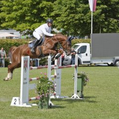 Pferd springt über Hinderniss beim Springreiten