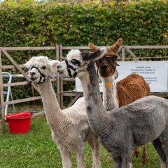 Alpacas bei der Tierzuchtschau
