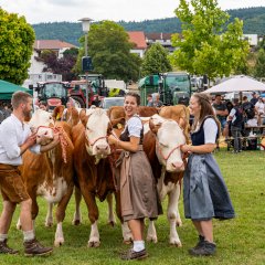 Personen präsentieren Kühe auf der Tierzuchtschau