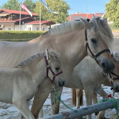 Pferde mit Fohlen bei der Tierzuchtschau 