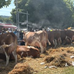 Kühe bei Tierzuchtschau mit Wasserbestäubung