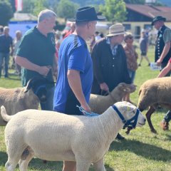 Tierzuchtschau Schafe; mehrere Menschen mit Schafen vor Zuschauern