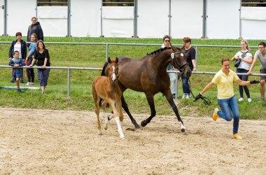 Vorführung einer Warmblutstute mit Fohlen